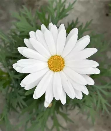 Argyranthemum frutescens