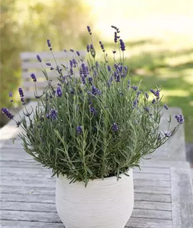 Lavandula angustifolia
