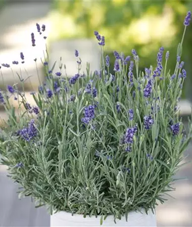 Lavandula angustifolia