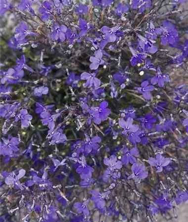 Lobelia erinus