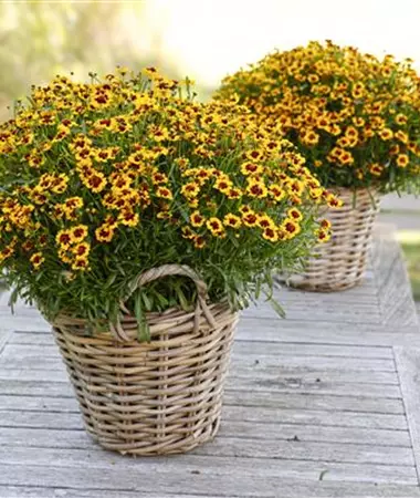 Coreopsis verticillata
