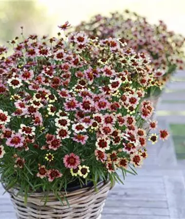 Coreopsis verticillata