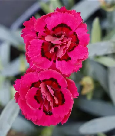 Dianthus superbus
