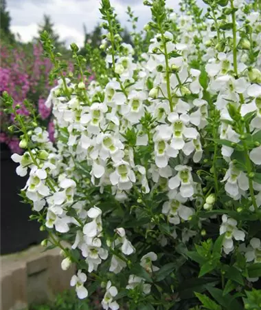 Angelonia x angustifolia