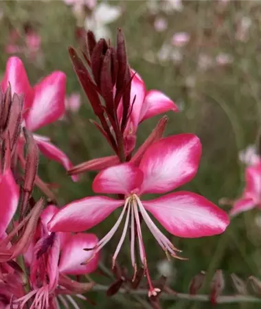 Gaura lindheimeri