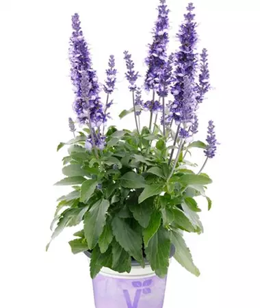 Salvia farinacea