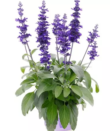 Salvia farinacea