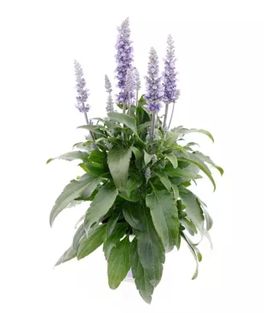 Salvia farinacea
