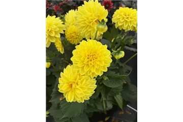 Dahlia x hortensis