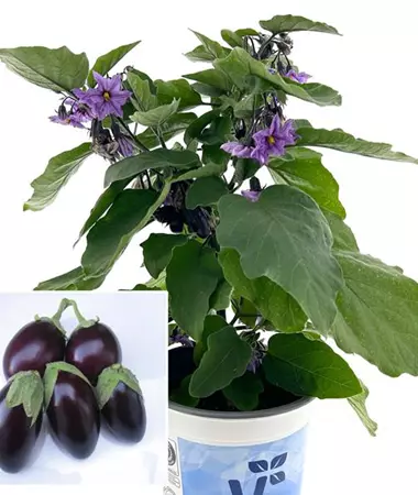 Solanum melongena