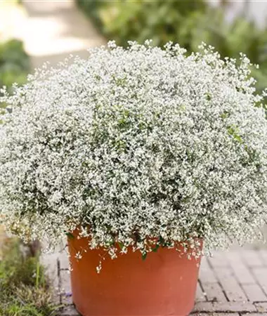 Chamaesyce hypericifolia