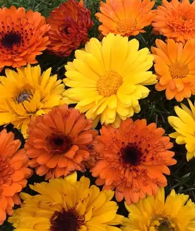 Calendula officinalis