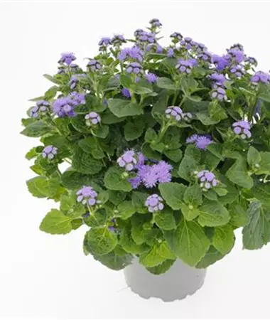 Ageratum houstonianum