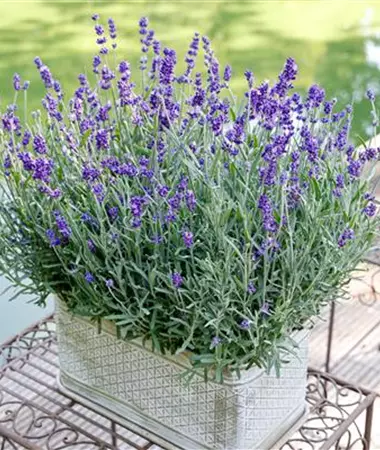 Lavandula angustifolia