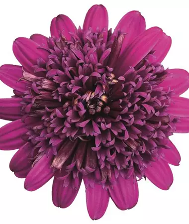 Osteospermum ecklonis