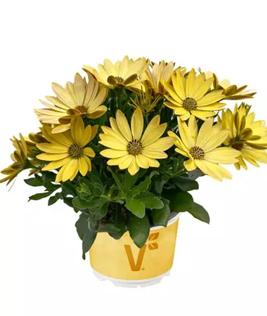 Osteospermum ecklonis