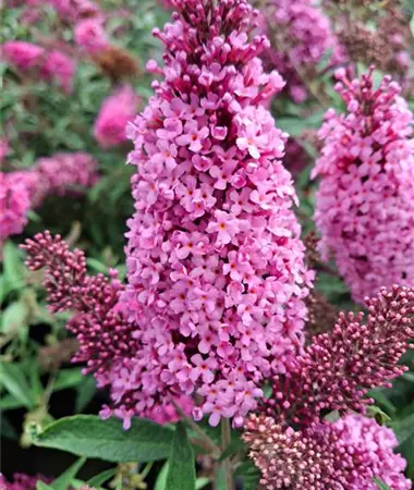 Buddleja cultivars
