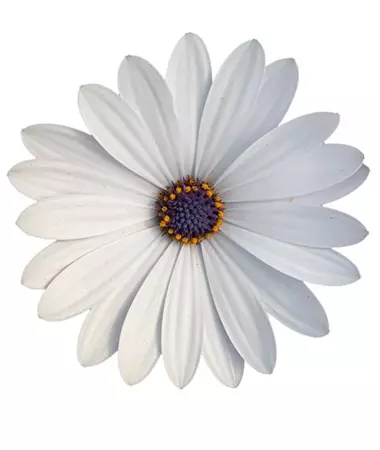 Osteospermum ecklonis