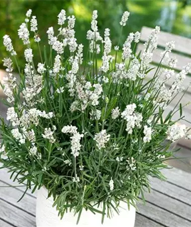 Lavandula angustifolia