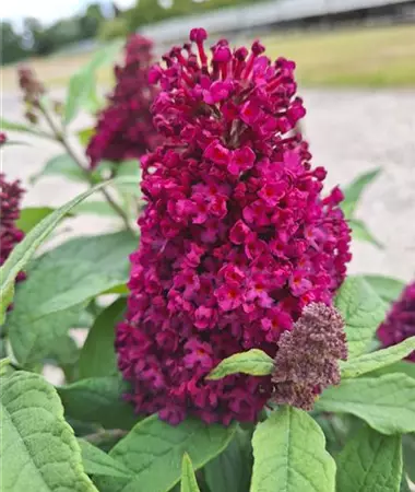 Buddleja cultivars