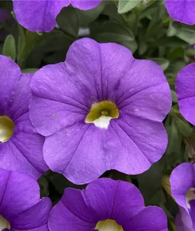 Calibrachoa cultivars