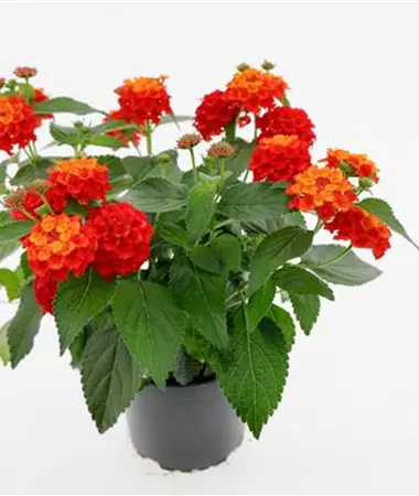 Lantana x hybrida