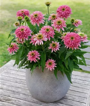 Echinacea purpurea
