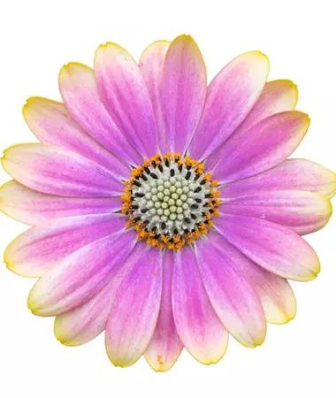 Osteospermum ecklonis