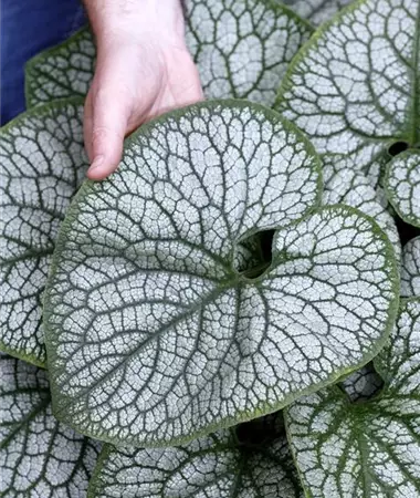 Brunnera macrophylla