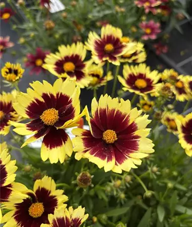 Coreopsis grandiflora