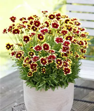 Coreopsis grandiflora