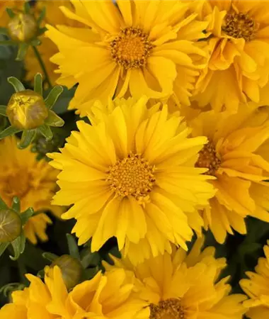 Coreopsis grandiflora