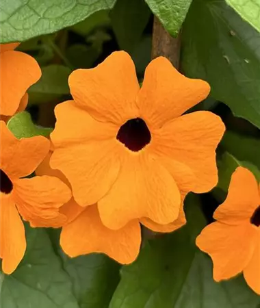 Thunbergia alata