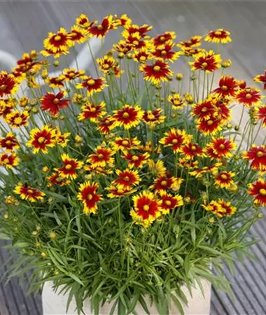 Coreopsis grandiflora