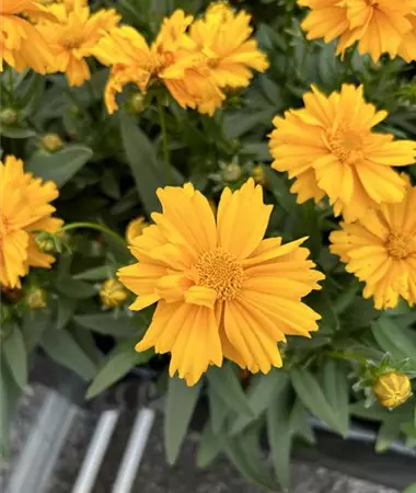 Coreopsis grandiflora