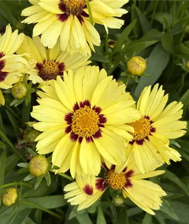 Coreopsis grandiflora