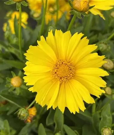 Coreopsis grandiflora