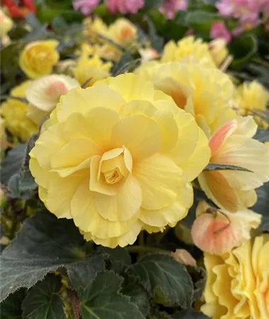 Begonia x tuberhybrida