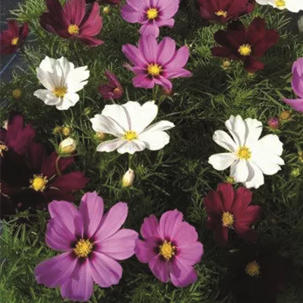 COS 418940 Cosmos Casanova Mix 3.jpg