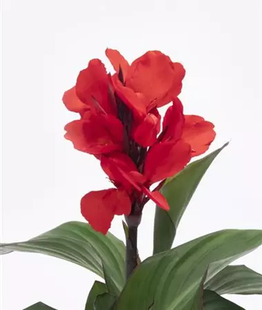 Canna indica