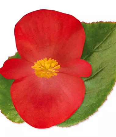 Begonia x benariensis