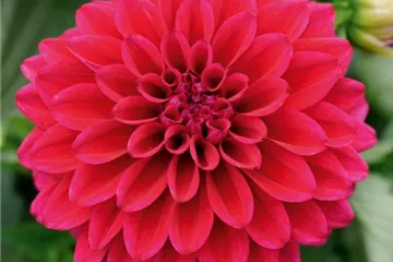 Dahlia x hortensis