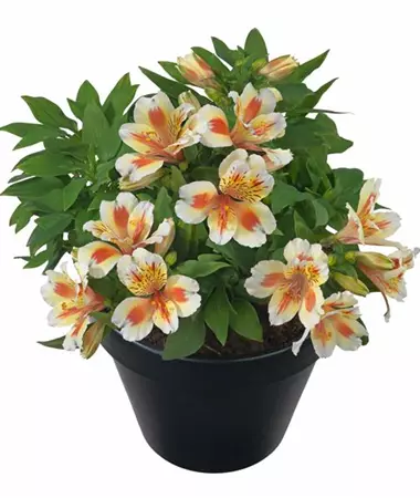 Alstroemeria x hybrida