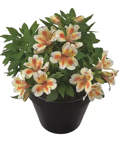 Alstroemeria x hybrida