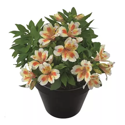 ALS Inticancha Sunset 402052.jpg