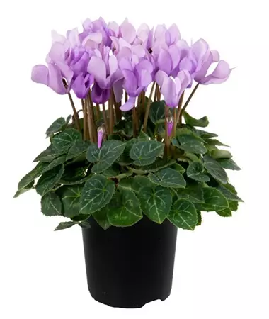 Cyclamen persicum
