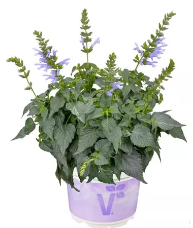 Salvia x hybrida