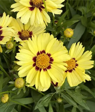 Coreopsis grandiflora