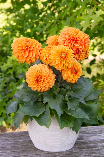Dahlia x hortensis, Lubega® XL Orange