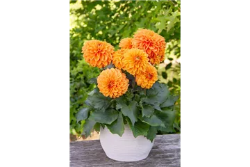 Dahlia x hortensis